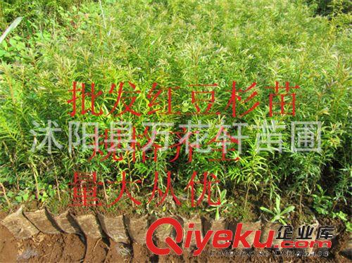 批發(fā)紅豆杉苗 紅豆杉樹苗 規(guī)格齊全 生命力強 凈化空氣原始圖片2