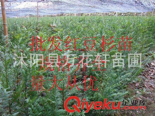 批發(fā)紅豆杉苗 紅豆杉樹苗 規(guī)格齊全 生命力強 凈化空氣原始圖片3