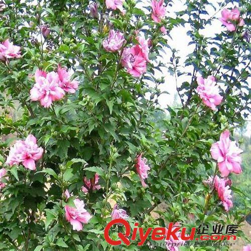 木槿批發(fā) 各種規(guī)格小苗 綠化苗木銷售