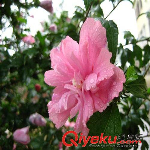 木槿批發(fā) 各種規(guī)格小苗 綠化苗木銷售