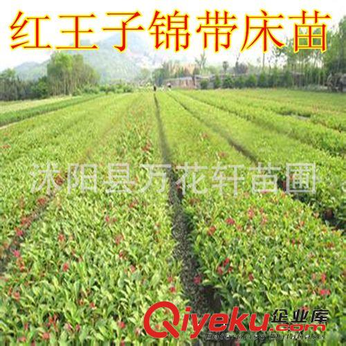 木槿批發(fā) 各種規(guī)格小苗 綠化苗木銷售