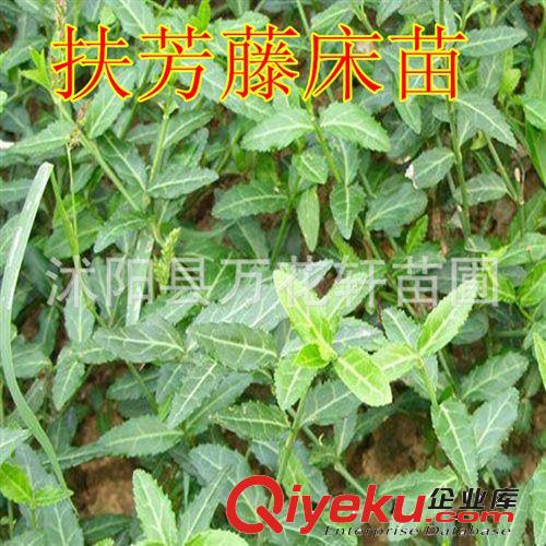 紫薇樹 小苗 大量出售 批發(fā)價 供應(yīng)綠化苗木 價格優(yōu)惠