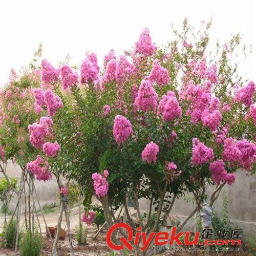 豐花月季 綠化工程苗 全國{zd1}價(jià) 全國量{zd0} 綠化苗木 苗圃