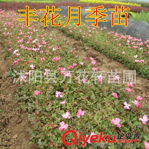 豐花月季 綠化工程苗 全國{zd1}價(jià) 全國量{zd0} 綠化苗木 苗圃