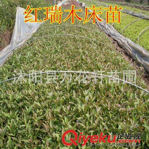 豐花月季 綠化工程苗 全國{zd1}價(jià) 全國量{zd0} 綠化苗木 苗圃