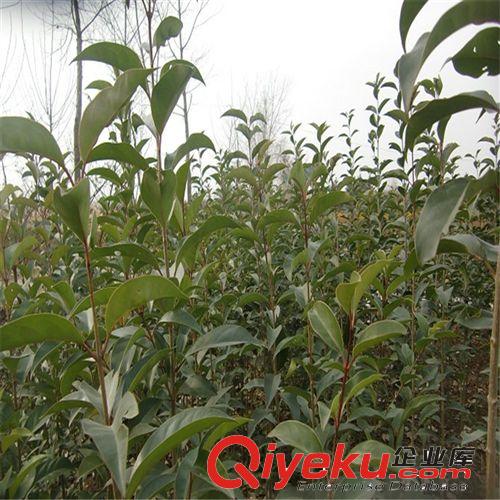 供應(yīng)批發(fā)大葉女貞苗 高桿女貞 規(guī)格全 品種優(yōu) 價(jià)格合理