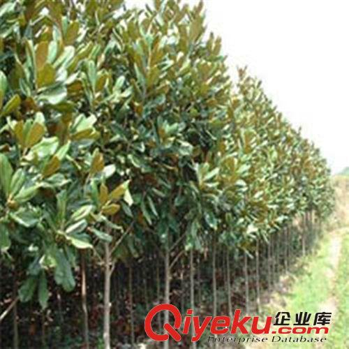 供應(yīng)花卉綠化工程苗 廣玉蘭小苗批發(fā) 2-3-5-8-10公分