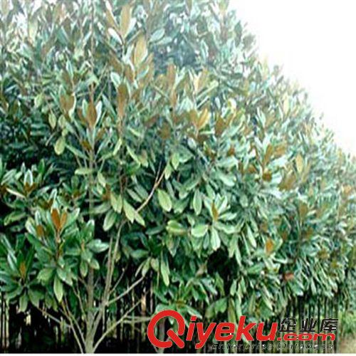 供應(yīng)花卉綠化工程苗 廣玉蘭小苗批發(fā) 2-3-5-8-10公分