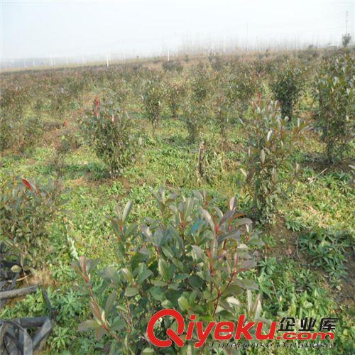 紅葉石楠 批發(fā)供應(yīng)紅葉石楠小苗 石楠球 品種優(yōu) 價(jià)格原始圖片2