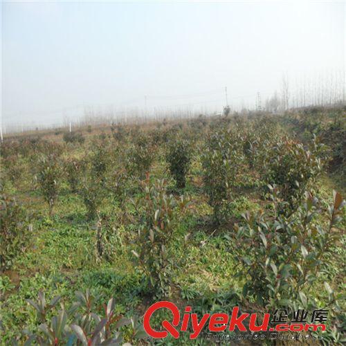 紅葉石楠 批發(fā)供應(yīng)紅葉石楠小苗 石楠球 品種優(yōu) 價(jià)格原始圖片3