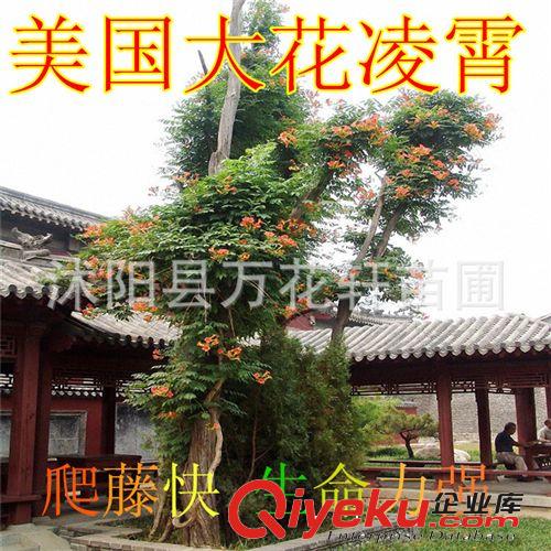 批發(fā)凌霄花苗 美國大花凌霄 成活率高 爬藤快