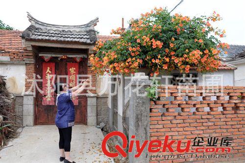 批發(fā)凌霄花苗 美國大花凌霄 成活率高 爬藤快
