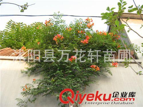 批發(fā)凌霄花苗 美國大花凌霄 成活率高 爬藤快