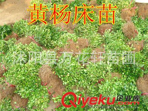 直銷(xiāo)瓜子黃楊苗 大葉黃楊 小葉黃楊球 規(guī)格齊全歡迎咨詢(xún)?cè)紙D片2