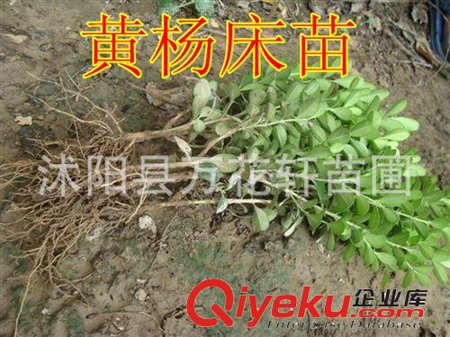 直銷(xiāo)瓜子黃楊苗 大葉黃楊 小葉黃楊球 規(guī)格齊全歡迎咨詢(xún)?cè)紙D片3
