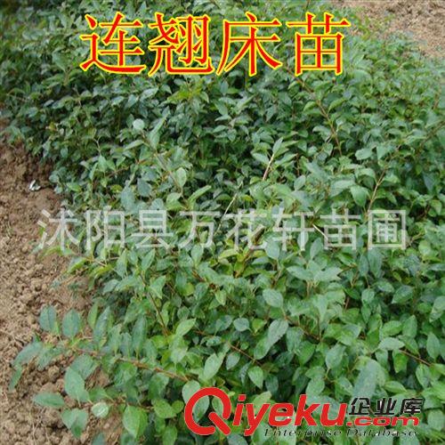 連翹 連翹樹 連翹苗 黃老虎 沭陽綠化工程 基地直銷