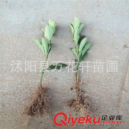 出售綠化苗木 灌木類【蜀檜】塔柏 檜柏苗 規(guī)格齊全 量大優(yōu)惠