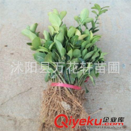 【tj批發(fā)】10-20高大葉黃楊|冬青|大葉黃楊球|籬笆綠化苗木原始圖片2