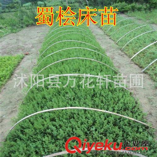 出售綠化苗木 灌木類【蜀檜】塔柏 檜柏苗 規(guī)格齊全 量大優(yōu)惠