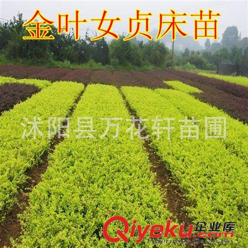 出售綠化苗木 灌木類【蜀檜】塔柏 檜柏苗 規(guī)格齊全 量大優(yōu)惠