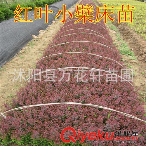 出售綠化苗木 灌木類【蜀檜】塔柏 檜柏苗 規(guī)格齊全 量大優(yōu)惠