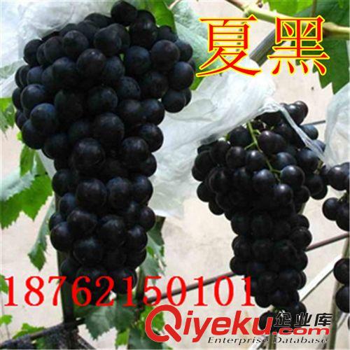 現(xiàn)貨供應(yīng)果樹(shù)種苗 夏黑葡萄苗 美國(guó)紅提夏黑葡萄苗 高成活率種苗