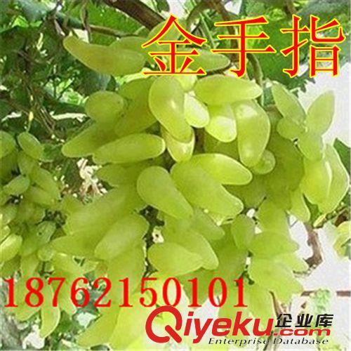 現(xiàn)貨供應(yīng)果樹(shù)種苗 夏黑葡萄苗 美國(guó)紅提夏黑葡萄苗 高成活率種苗