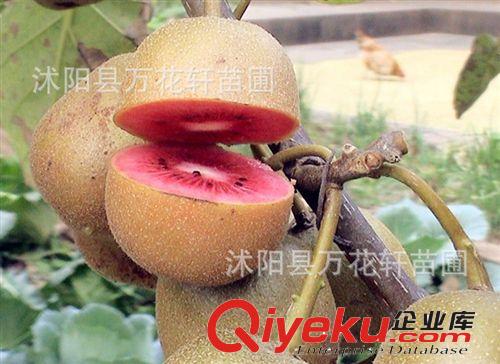 批發(fā)果樹苗 馥甜型紅心mh桃苗比紅心紅陽果型大、產量高