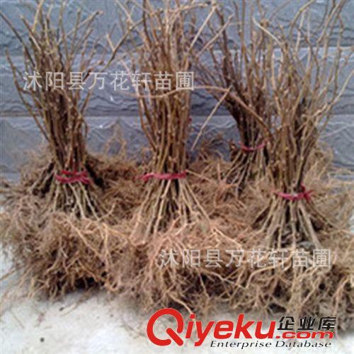 批發(fā)果樹苗 馥甜型紅心mh桃苗比紅心紅陽果型大、產量高