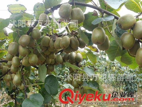 批發(fā)果樹苗 馥甜型紅心mh桃苗比紅心紅陽果型大、產量高