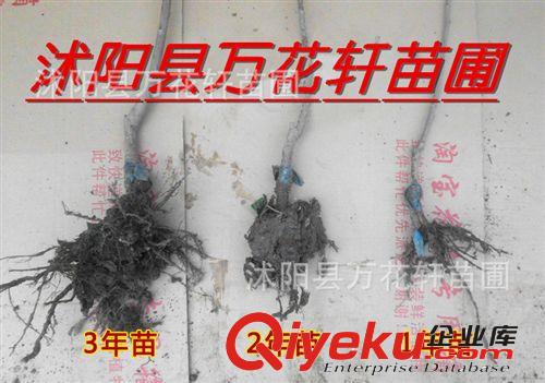 低價tg 黑蘭特 車?yán)镒庸麡涿绨髾烟颐?嫁接櫻桃樹苗