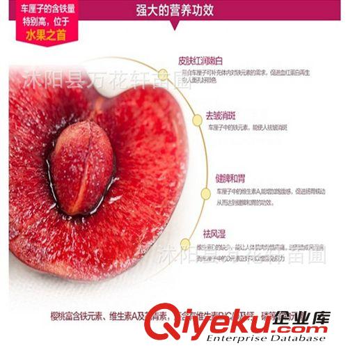 低價tg 黑蘭特 車?yán)镒庸麡涿绨髾烟颐?嫁接櫻桃樹苗