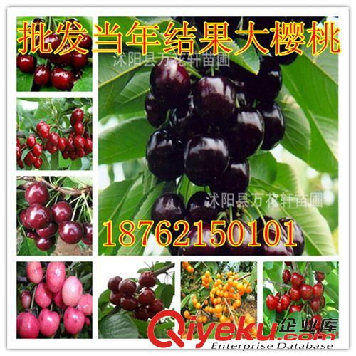黑珍珠大櫻桃苗直銷(xiāo) 果大香甜 嫁接甜櫻桃樹(shù)苗 基地果樹(shù)苗