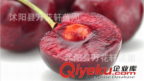 車厘子黑珍珠大櫻桃苗直銷 果大香甜 嫁接甜櫻桃樹苗 基地果樹苗