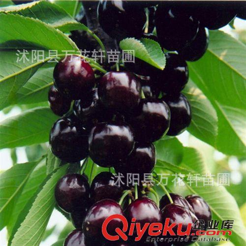 黑珍珠大櫻桃苗直銷 果大香甜 嫁接甜櫻桃樹苗 基地果樹苗