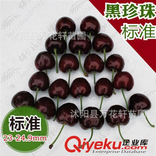 黑珍珠大櫻桃苗直銷 果大香甜 嫁接甜櫻桃樹苗 基地果樹苗