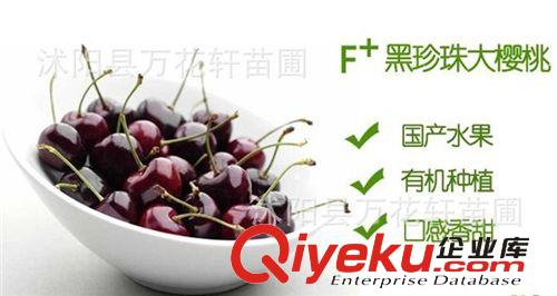 黑珍珠大櫻桃苗直銷 果大香甜 嫁接甜櫻桃樹苗 基地果樹苗