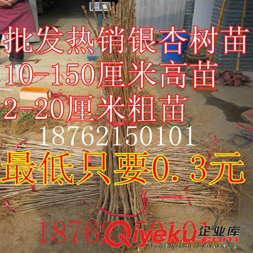 低價tg銀杏樹苗 銀杏小苗  綠化工程苗 行道樹