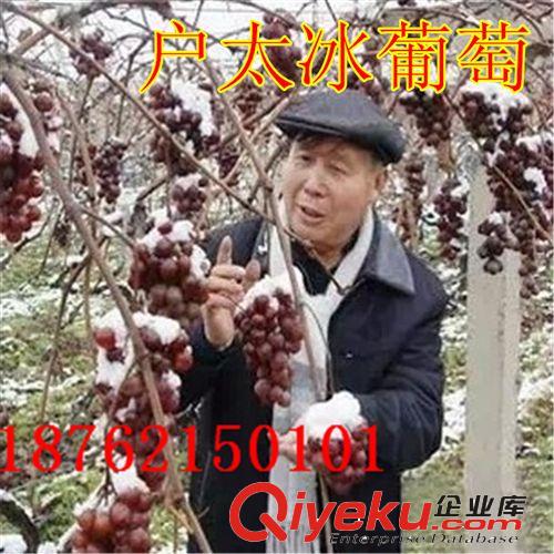 批發(fā)藍莓結(jié)果苗  3年苗 內(nèi)有圖片 當年結(jié)果 成活率高 品種多