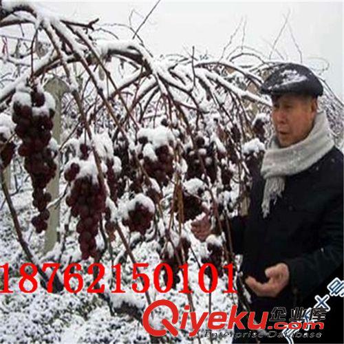 批發(fā)果樹苗葡萄樹苗戶太10號 盆栽果樹苗包活 cj葡萄品種原始圖片2