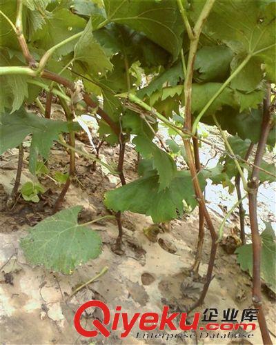 批發(fā)果樹苗葡萄樹苗戶太10號 盆栽果樹苗包活 cj葡萄品種原始圖片3