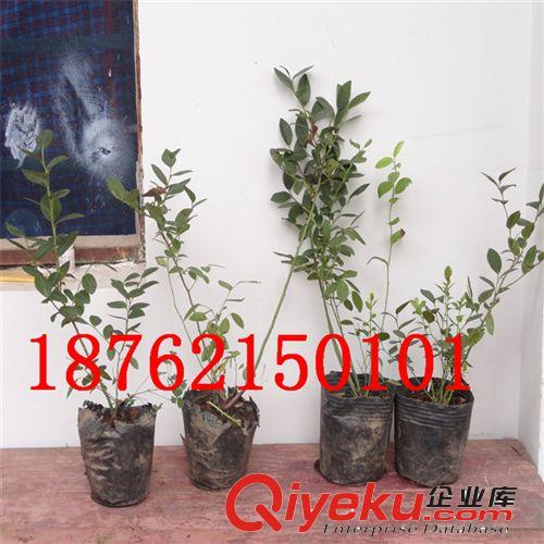 批發(fā)藍(lán)莓結(jié)果苗  3年苗 內(nèi)有圖片 當(dāng)年結(jié)果 成活率高 品種多