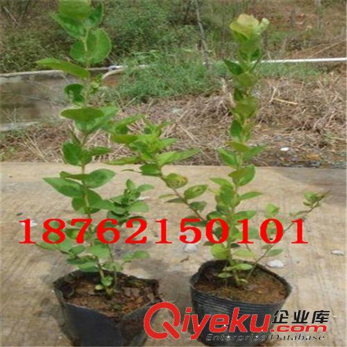 批發(fā)藍(lán)莓結(jié)果苗  3年苗 內(nèi)有圖片 當(dāng)年結(jié)果 成活率高 品種多