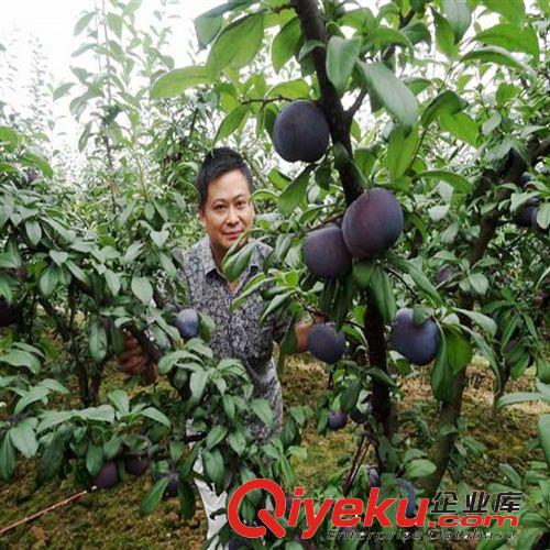 大李子果樹(shù)苗木 美國(guó)黑布林 美國(guó)黑李苗 黑寶石苗木原始圖片3