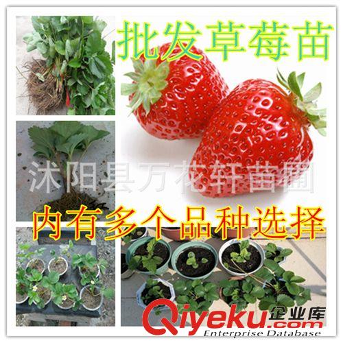果樹(shù)苗-草莓苗-四季結(jié)果草莓苗-陽(yáng)臺(tái)盆栽種植大苗-品種齊全