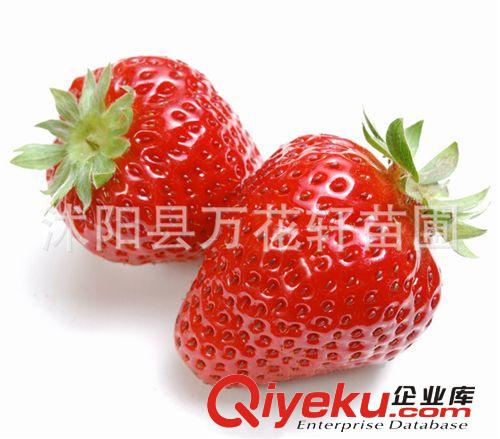 果樹(shù)苗-草莓苗-四季結(jié)果草莓苗-陽(yáng)臺(tái)盆栽種植大苗-品種齊全