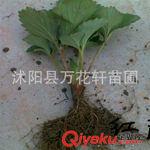 果樹(shù)苗-草莓苗-四季結(jié)果草莓苗-陽(yáng)臺(tái)盆栽種植大苗-品種齊全