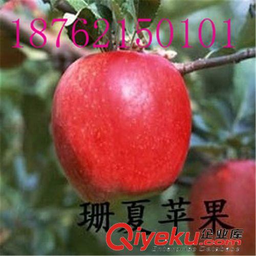 批發(fā)果樹苗 直銷紅肉蘋果樹苗 紅心蘋果 品種純正 成活率高