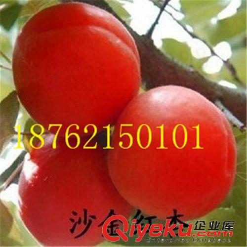 批發(fā)果樹苗 直銷紅肉蘋果樹苗 紅心蘋果 品種純正 成活率高