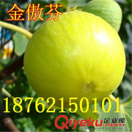 果苗 葡萄苗 赤霞珠 釀酒葡萄品種樹苗 赤霞珠 當(dāng)年結(jié)果 葡萄苗
